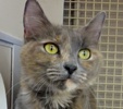[picture of Reba, a Russian Blue Blue tortie cat]