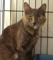 [picture of Reba, a Russian Blue Blue tortie cat]