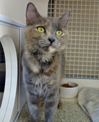 [picture of Reba, a Russian Blue Blue tortie cat]