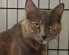 [picture of Reba, a Russian Blue Blue tortie\ cat] 