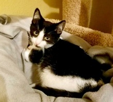 [picture of Stonefur, a Domestic Short Hair black/white\ cat] 