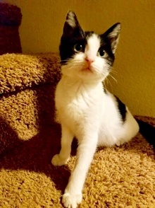 [picture of Mistyfoot, a Domestic Short Hair black/white cat]