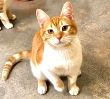 [another picture of Guy, a Domestic Short Hair orange/white\ cat] 