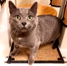 [another picture of Ashberry, a Russian Blue Mix blue\ cat] 