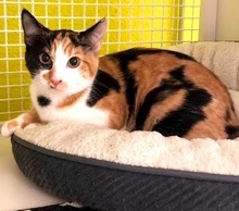 [another picture of Calico Calista, a Domestic Short Hair calico\ cat] 