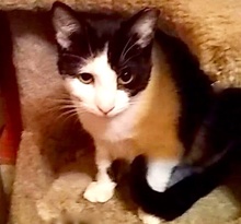 [picture of Sparkly, a Domestic Short Hair black/white\ cat] 