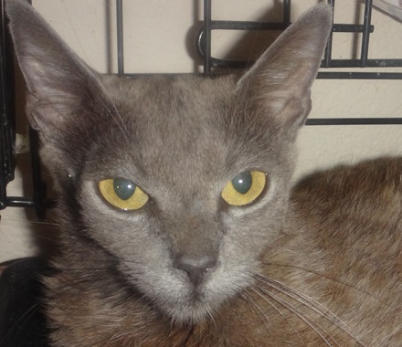 [picture of Cassiopia, a Burmese Blue\ cat] 