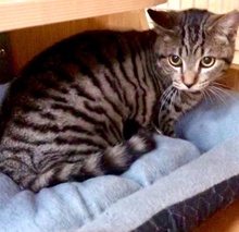 [picture of Jayjay, a Domestic Medium Hair stripped tabby cat]
