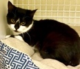 [another picture of Bella B, a Domestic Medium Hair black/white\ cat] 
