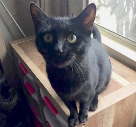 [picture of Bonnie, a Domestic Medium Hair black\ cat] 