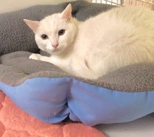 [another picture of Zammy, a Domestic Short Hair white\ cat] 