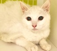 [picture of Zammy, a Domestic Short Hair white cat]