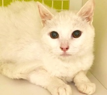 [picture of Zammy, a Domestic Short Hair white\ cat] 
