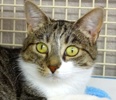 [picture of Heidi, a Domestic Short Hair tabby and white cat]