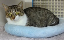 [picture of Heidi, a Domestic Short Hair tabby and white cat]