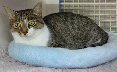 [picture of Heidi, a Domestic Short Hair tabby and white cat]