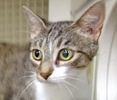 [picture of Heidi, a Domestic Short Hair tabby and white cat]