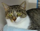 [picture of Heidi, a Domestic Short Hair tabby and white cat]