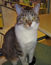 [another picture of Heidi, a Domestic Short Hair tabby and white\ cat] 