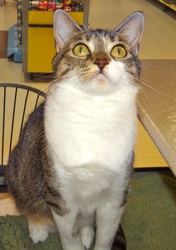 [picture of Heidi, a Domestic Short Hair tabby and white cat]