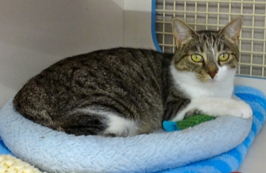 [picture of Heidi, a Domestic Short Hair tabby and white cat]