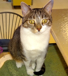 [picture of Heidi, a Domestic Short Hair tabby and white cat]