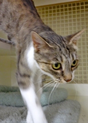 [picture of Heidi, a Domestic Short Hair tabby and white cat]