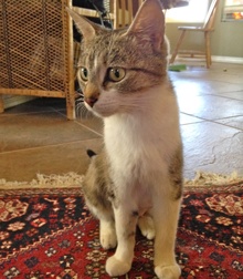 [picture of Heidi, a Domestic Short Hair tabby and white cat]