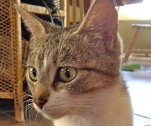 [picture of Heidi, a Domestic Short Hair tabby and white\ cat] 