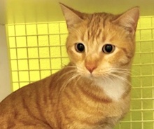 [picture of Bing, a Domestic Short Hair orange\ cat] 