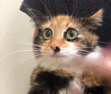 [picture of Gypsy Rose, a Domestic Long Hair calico\ cat] 