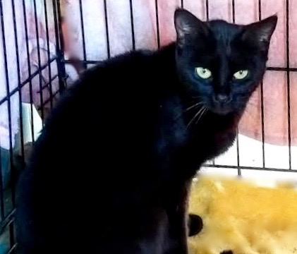 [picture of Yukita, a Bombay black\ cat] 