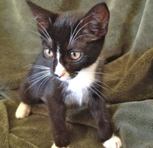 [another picture of Lottie, a Domestic Short Hair tuxedo\ cat] 