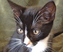 [picture of Lottie, a Domestic Short Hair tuxedo\ cat] 