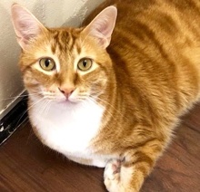 [picture of Archer, a Domestic Short Hair orange marble/white\ cat] 