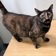 [another picture of Roshi, a Domestic Short Hair tortie\ cat] 