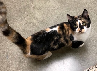 [picture of Jovanna, a Domestic Medium Hair calico cat]