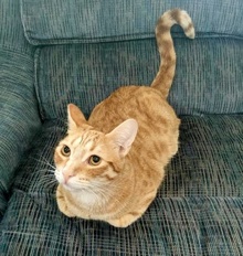[another picture of Captain Kirk, a Domestic Short Hair orange\ cat] 