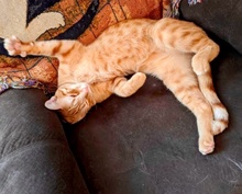 [picture of Captain Kirk, a Domestic Short Hair orange cat]