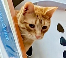 [picture of Captain Kirk, a Domestic Short Hair orange\ cat] 