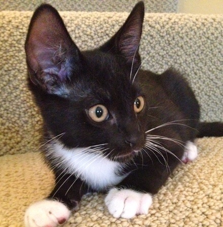 [picture of Max, a Domestic Short Hair tuxedo\ cat] 