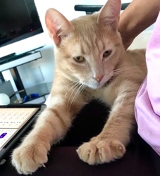 [picture of McCoy, a Domestic Short Hair orange cat]