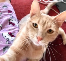 [picture of McCoy, a Domestic Short Hair orange\ cat] 