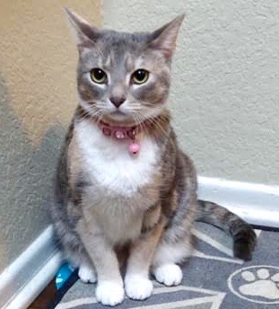[another picture of Luna, a Domestic Short Hair dilute calico\ cat] 