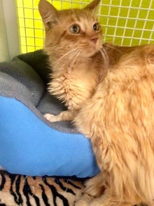 [another picture of Carrot, a Domestic Medium Hair orange\ cat] 