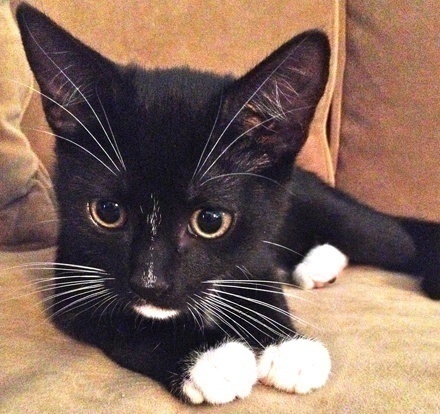 [picture of Jax, a Domestic Short Hair tuxedo\ cat] 