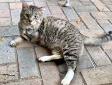 [another picture of Thomas, a Domestic Short Hair brown tabby/white\ cat] 