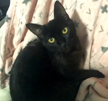 [picture of Princess Panther, a Domestic Short Hair black\ cat] 