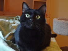 [another picture of Angel, a Bombay black\ cat] 