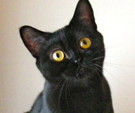 [picture of Angel, a Bombay black\ cat] 